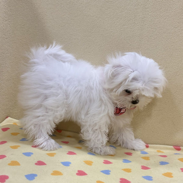 マルチーズ - 画像 (4)