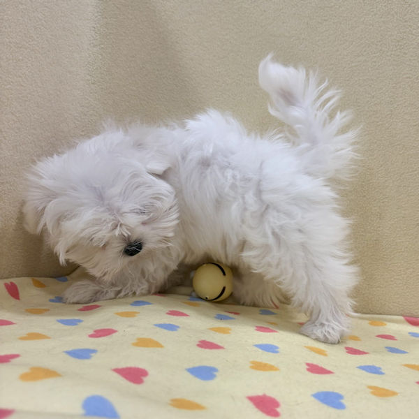 マルチーズ - 画像 (5)