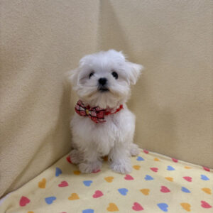 Alternative view of マルチーズ