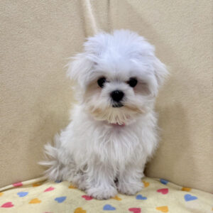 Alternative view of マルチーズ