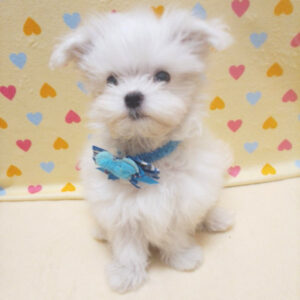 Alternative view of マルチーズ