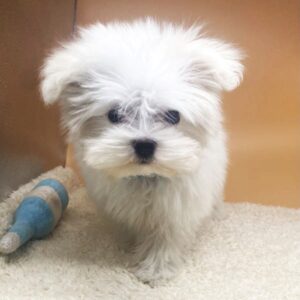 Alternative view of マルチーズ