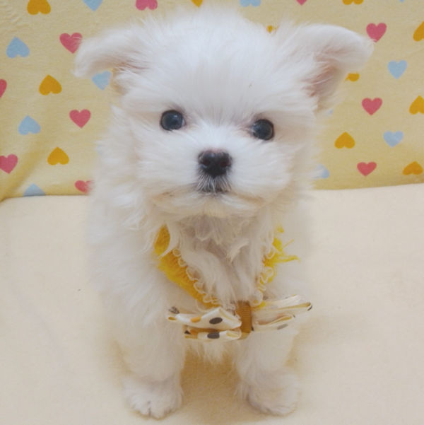 マルチーズ - 画像 (2)