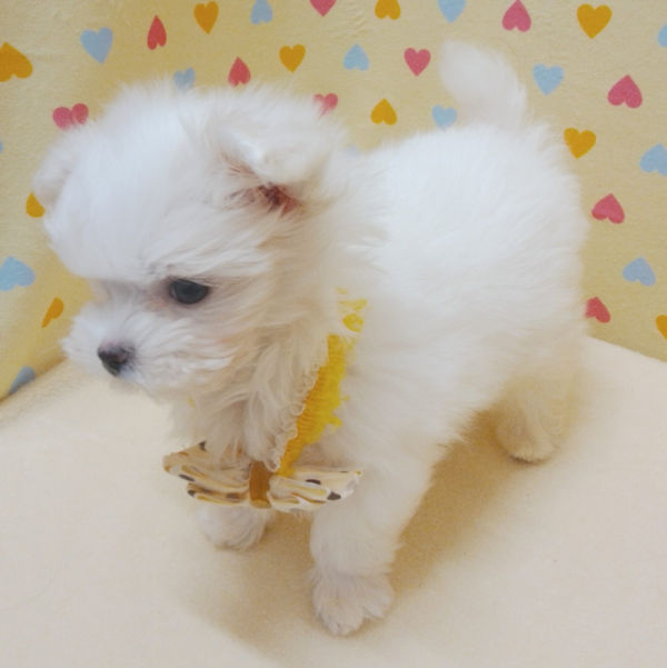 マルチーズ - 画像 (3)