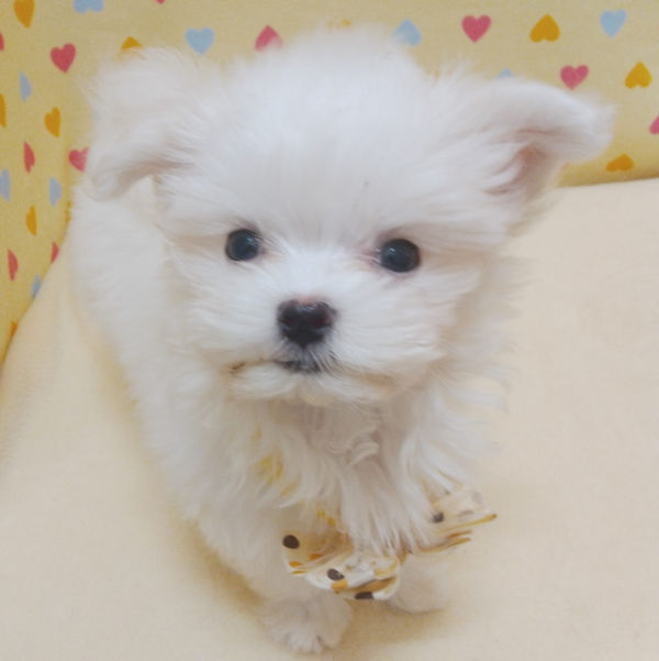 マルチーズ - 画像 (4)