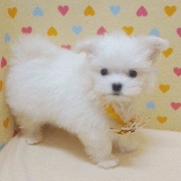 マルチーズ - 画像 (5)