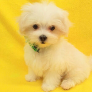 Alternative view of マルチーズ