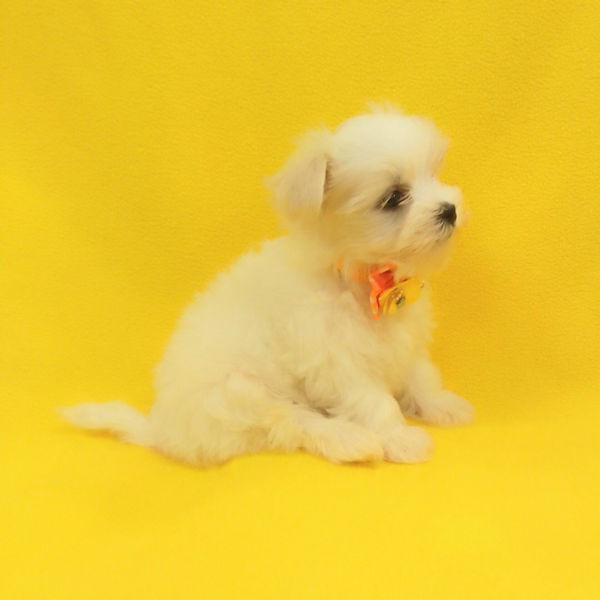 マルチーズ - 画像 (4)