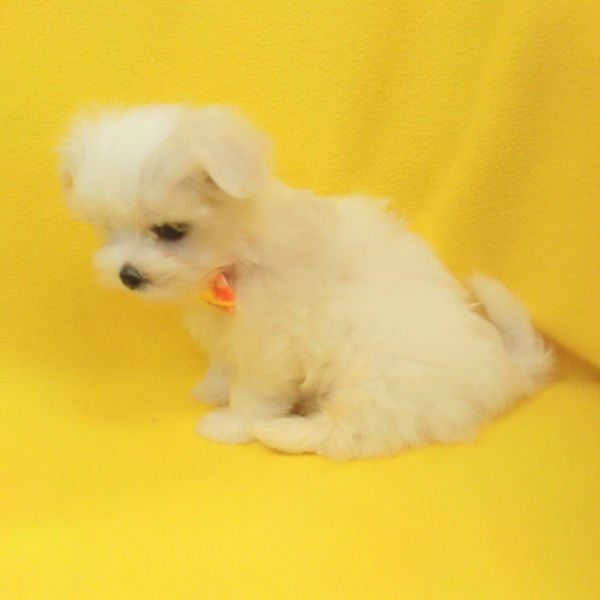 マルチーズ - 画像 (3)