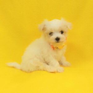 Alternative view of マルチーズ