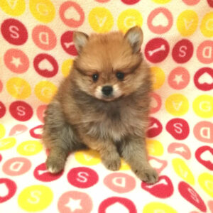 Alternative view of ポメラニアン