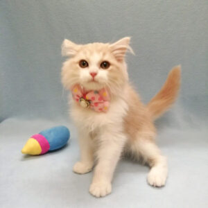 Alternative view of スコティッシュ・フォールド