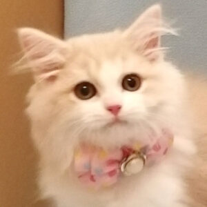 スコティッシュ・フォールド