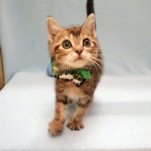 Alternative view of アメリカン・ショートヘアー