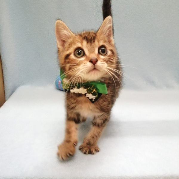 アメリカン・ショートヘアー - 画像 (2)