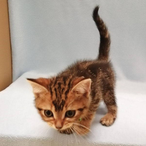 アメリカン・ショートヘアー - 画像 (3)