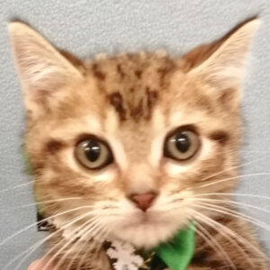 アメリカン・ショートヘアー