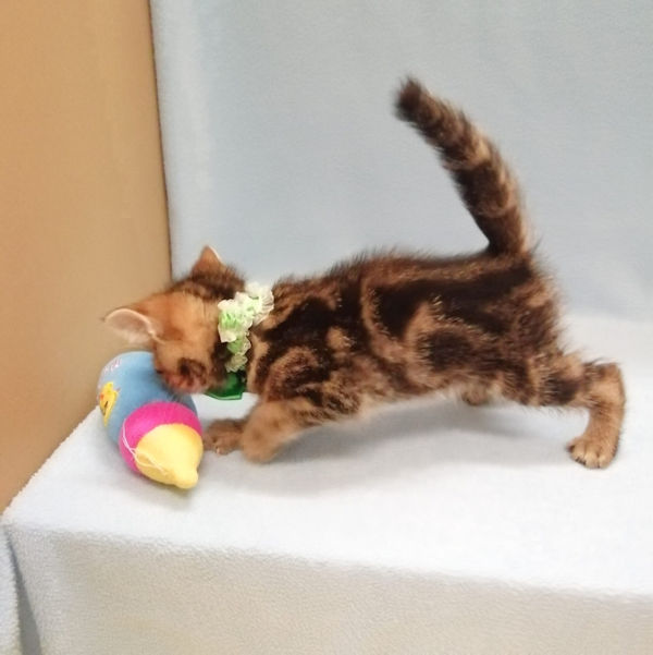 アメリカン・ショートヘアー - 画像 (4)