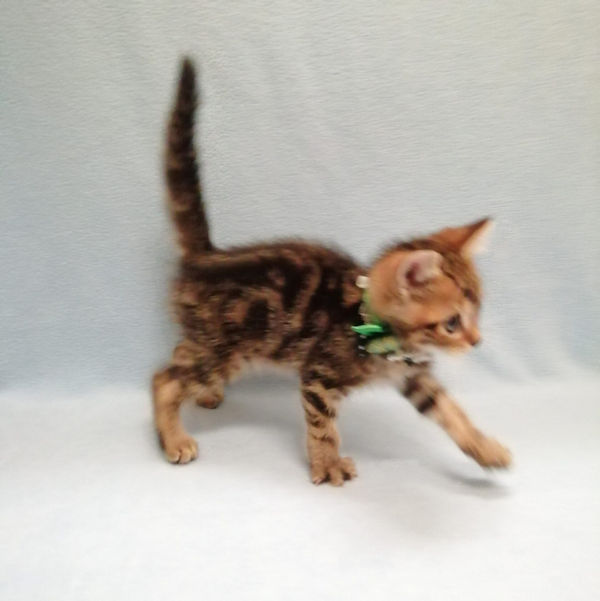 アメリカン・ショートヘアー - 画像 (5)