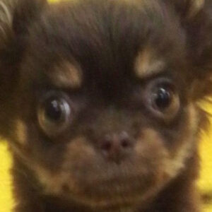 チワワ (ロングコート)