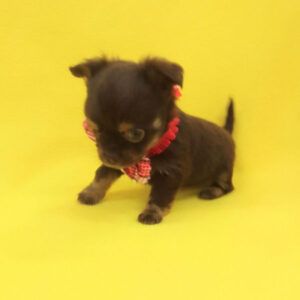 Alternative view of チワワ (ロングコート)