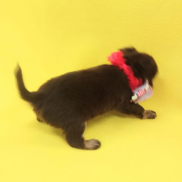 チワワ (ロングコート) - 画像 (3)