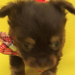 チワワ (ロングコート)