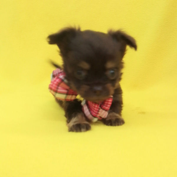 チワワ (ロングコート) - 画像 (5)