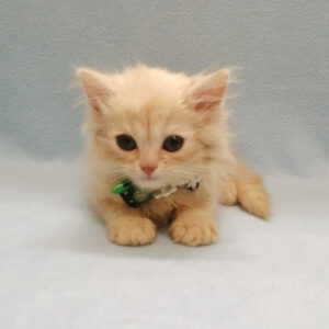 Alternative view of ミヌエット