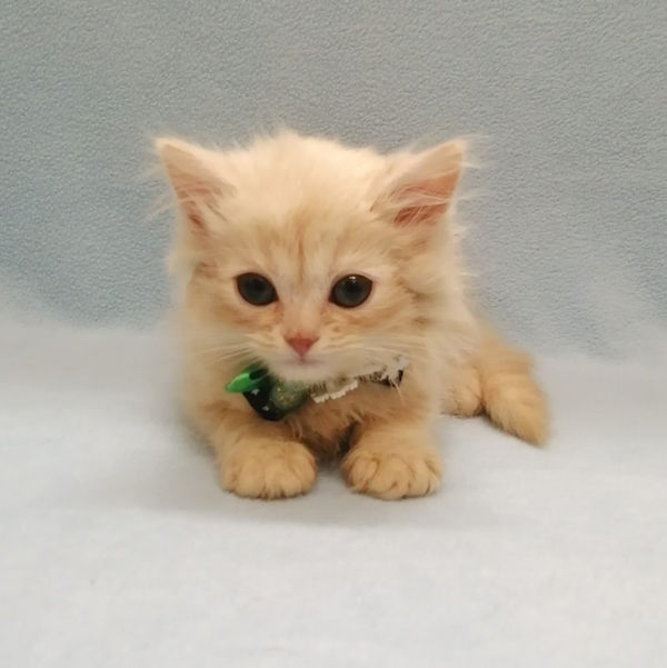 ミヌエット - 画像 (2)