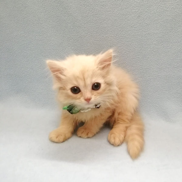 ミヌエット - 画像 (3)