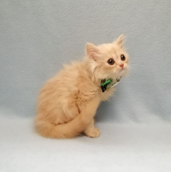 ミヌエット - 画像 (4)