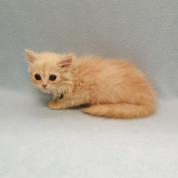 ミヌエット - 画像 (5)