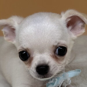 チワワ (スムースコート)