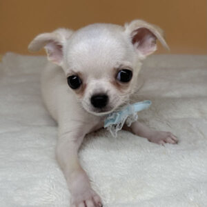 Alternative view of チワワ (スムースコート)