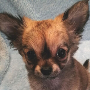 チワワ (ロングコート)