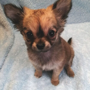 Alternative view of チワワ (ロングコート)