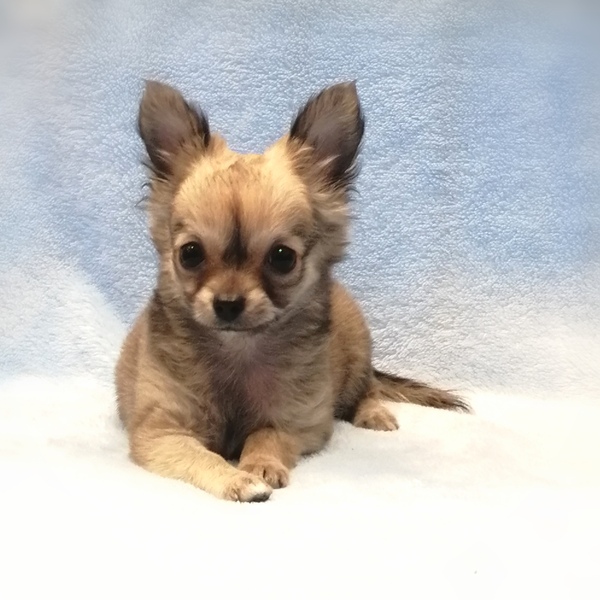 チワワ (ロングコート) - 画像 (2)