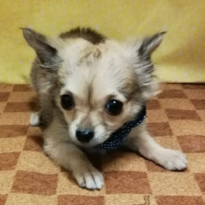 Alternative view of チワワ (ロングコート)