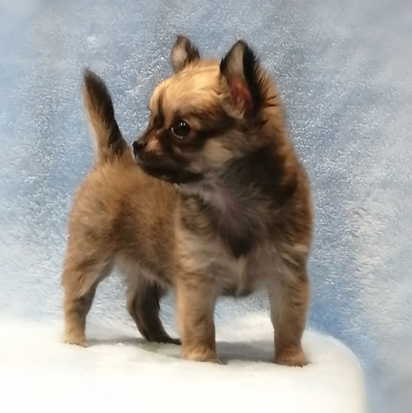 チワワ (ロングコート) - 画像 (3)