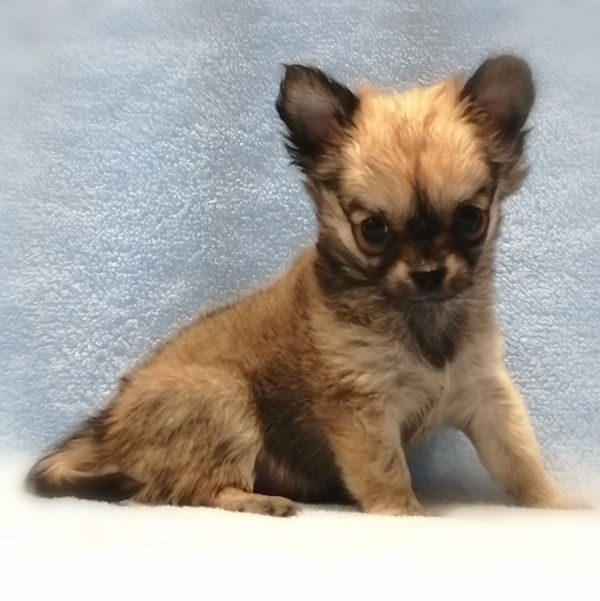 チワワ (ロングコート) - 画像 (2)