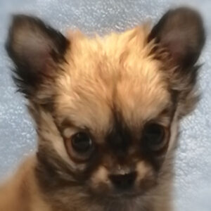 チワワ (ロングコート)