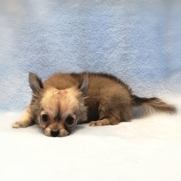 チワワ (ロングコート) - 画像 (3)