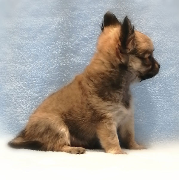 チワワ (ロングコート) - 画像 (4)