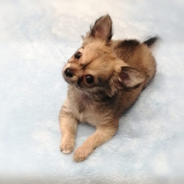 チワワ (ロングコート) - 画像 (4)