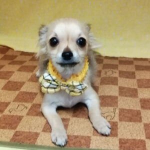 Alternative view of チワワ (ロングコート)