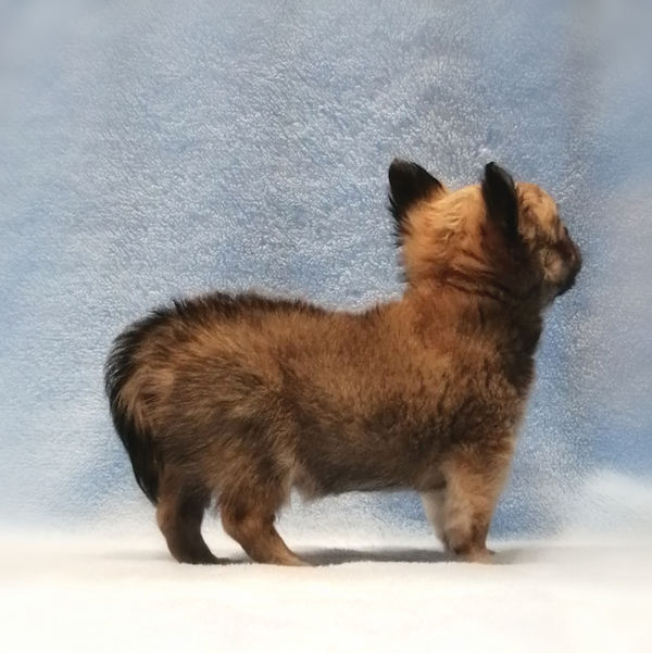 チワワ (ロングコート) - 画像 (5)