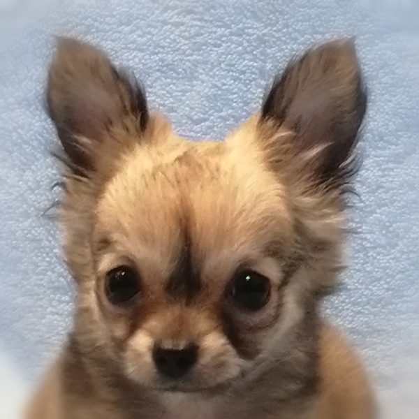 チワワ (ロングコート)