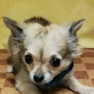 チワワ (ロングコート)