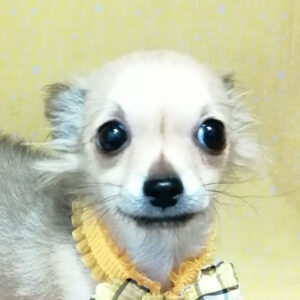 チワワ (ロングコート)